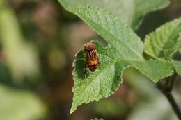 Image of Syrphid fly