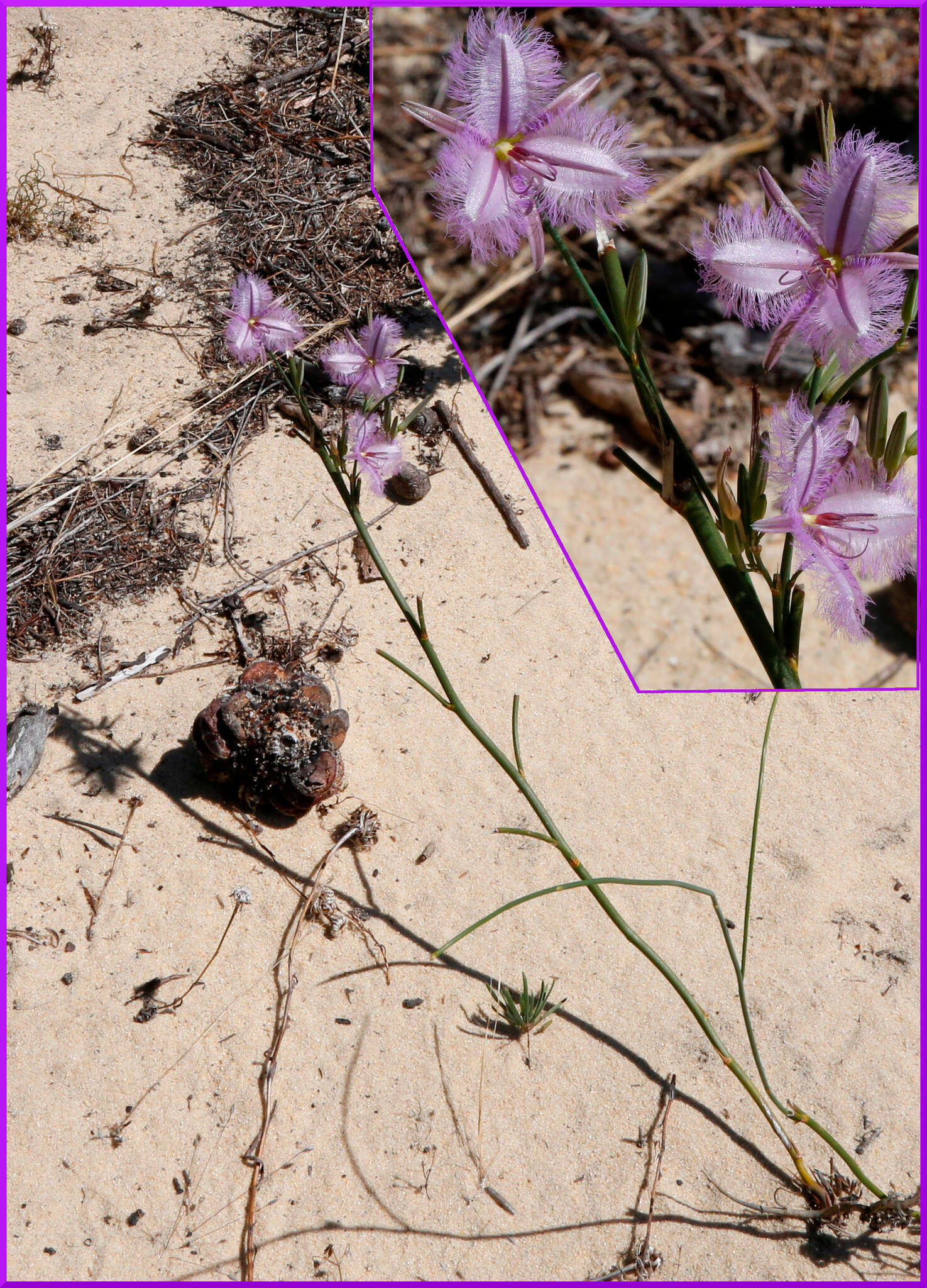 Image of Thysanotus sparteus R. Br.