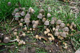 Image of Trooping Inkcaps