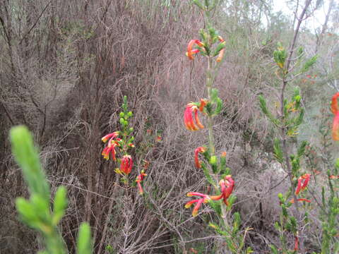 Image of Erica unicolor subsp. mutica E. G. H. Oliv. & I. M. Oliv.