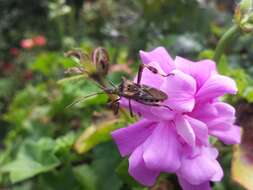 Image of Pine Seed Bug