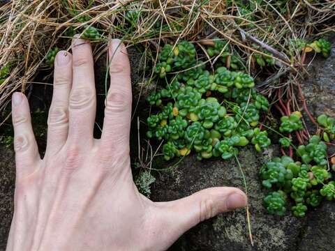 Image of Oregon stonecrop