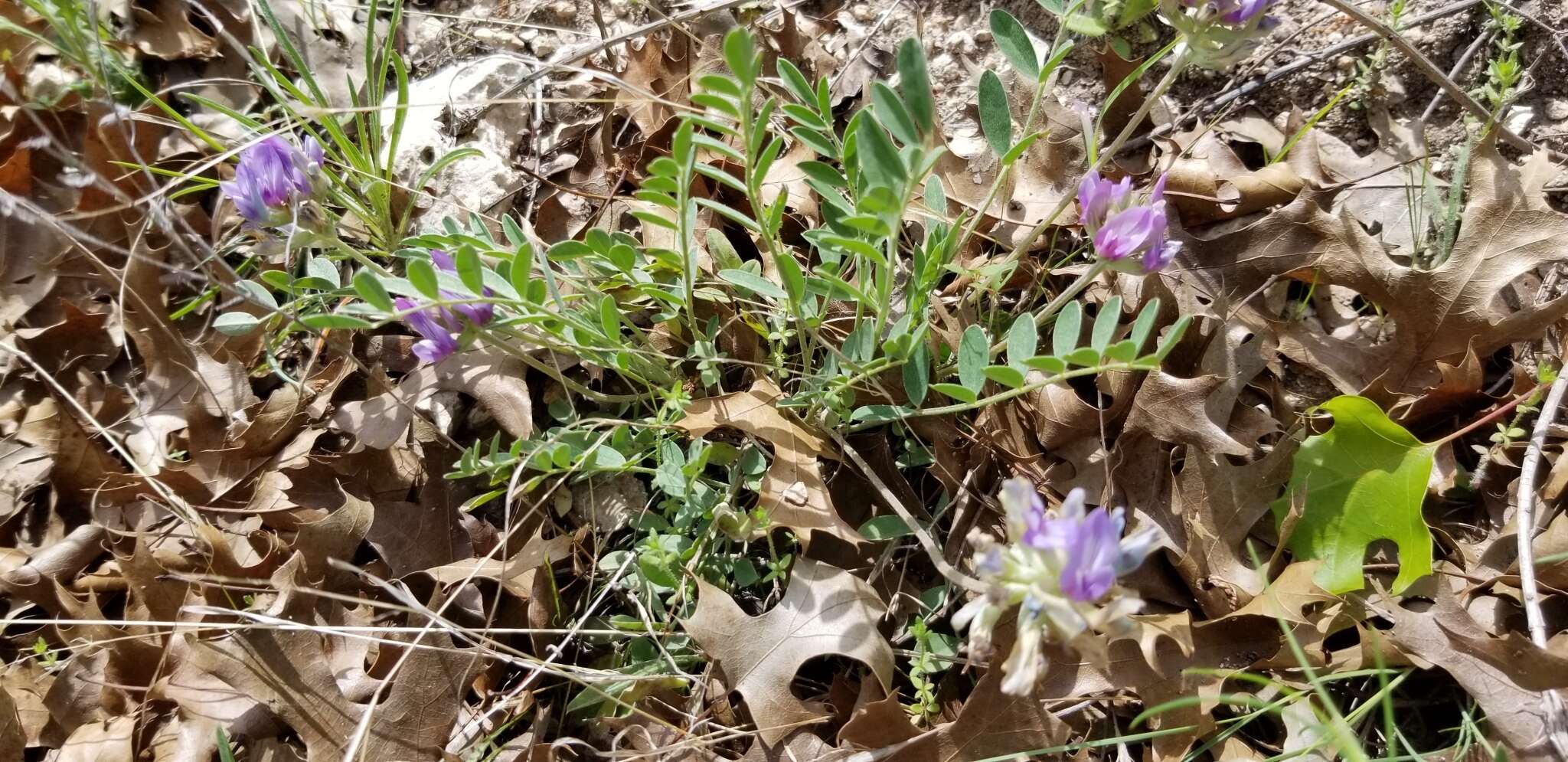 Imagem de Astragalus lotiflorus Hook.