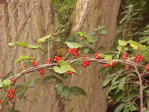 Image of Dioscorea communis (L.) Caddick & Wilkin