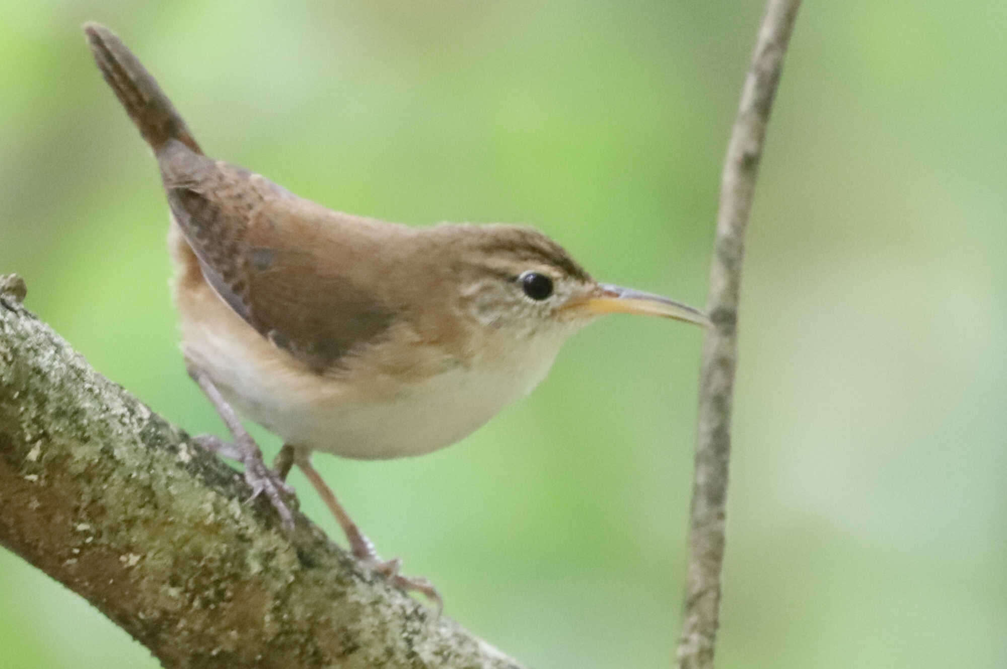 Слика од Troglodytes aedon mesoleucus (Sclater & PL 1876)