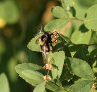 Image of bumblebee hoverfly