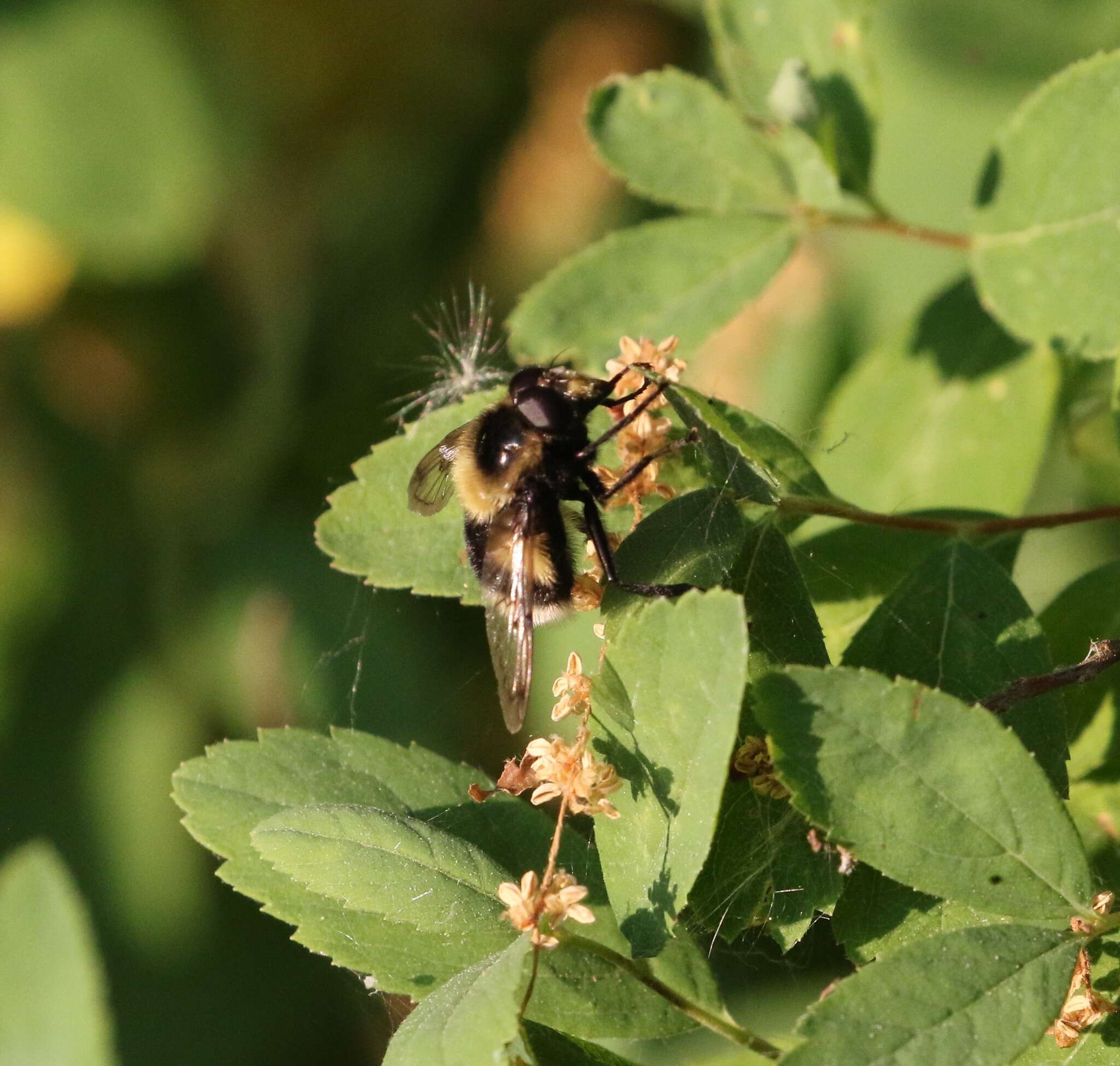 Image of bumblebee hoverfly