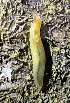 Image of Leaf-veined slug