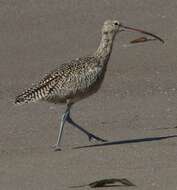 Image of Long-billed Curlew