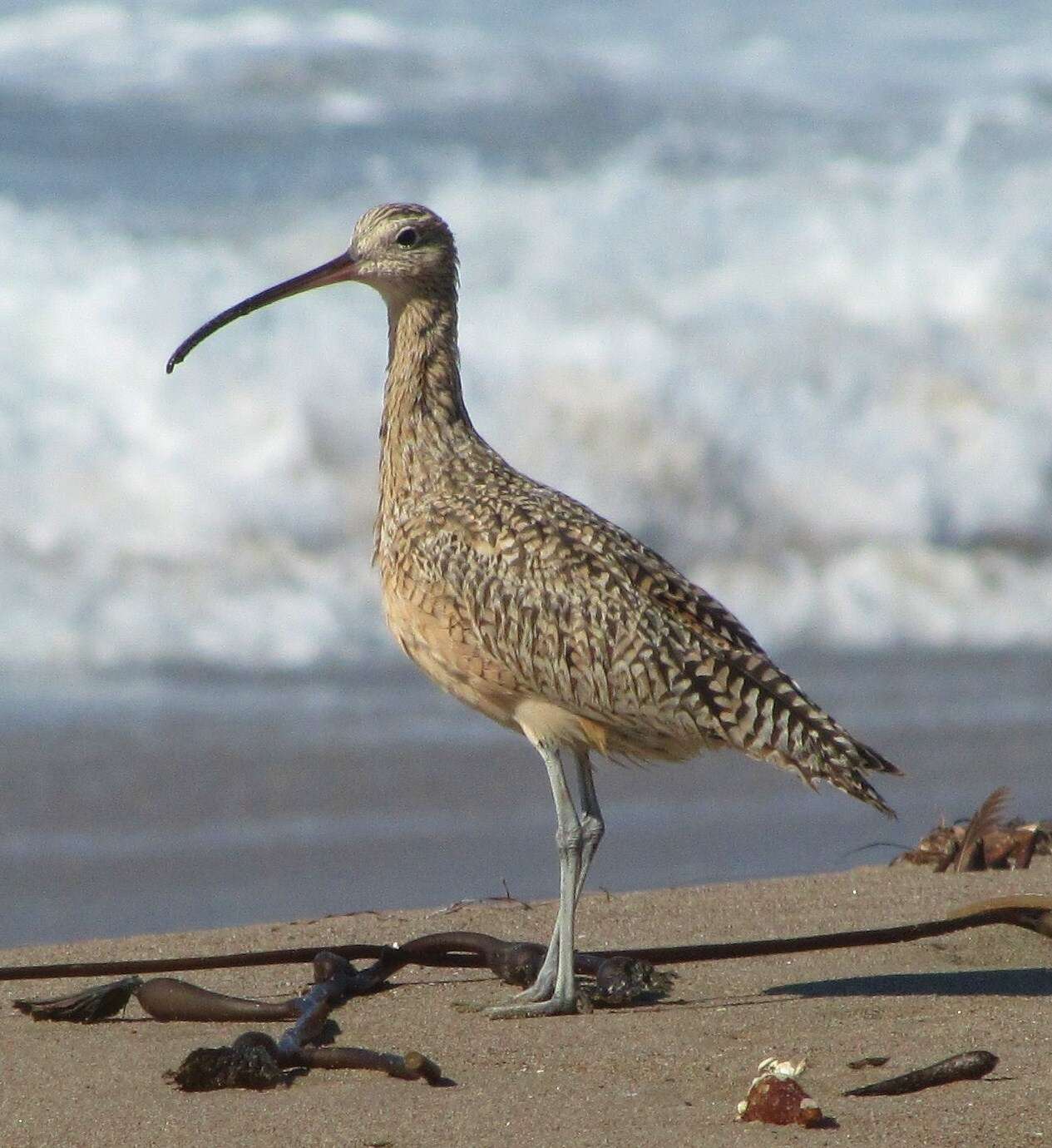 Image of Long-billed Curlew