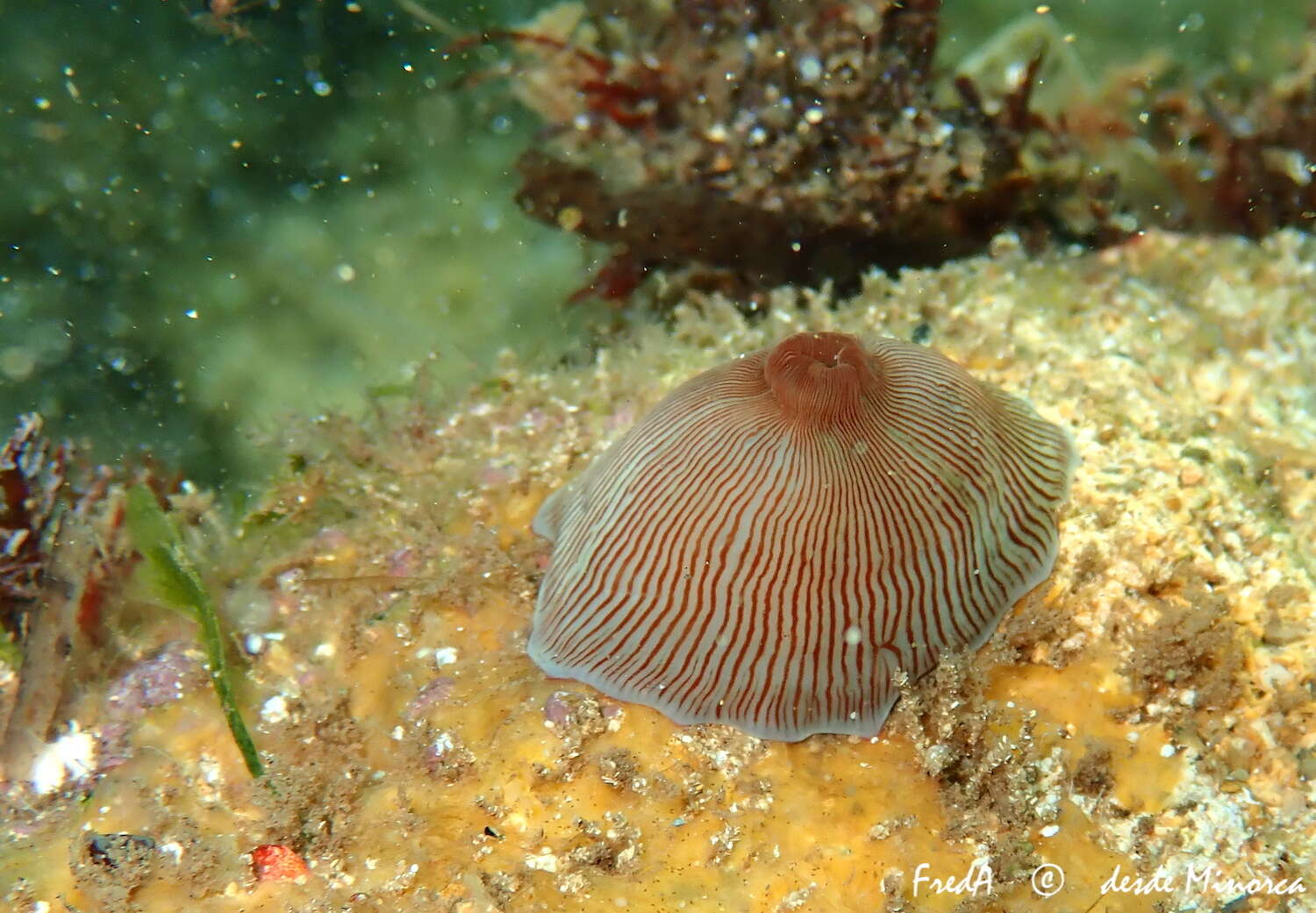 Image of Actinia striata Quoy & Gaimard 1833