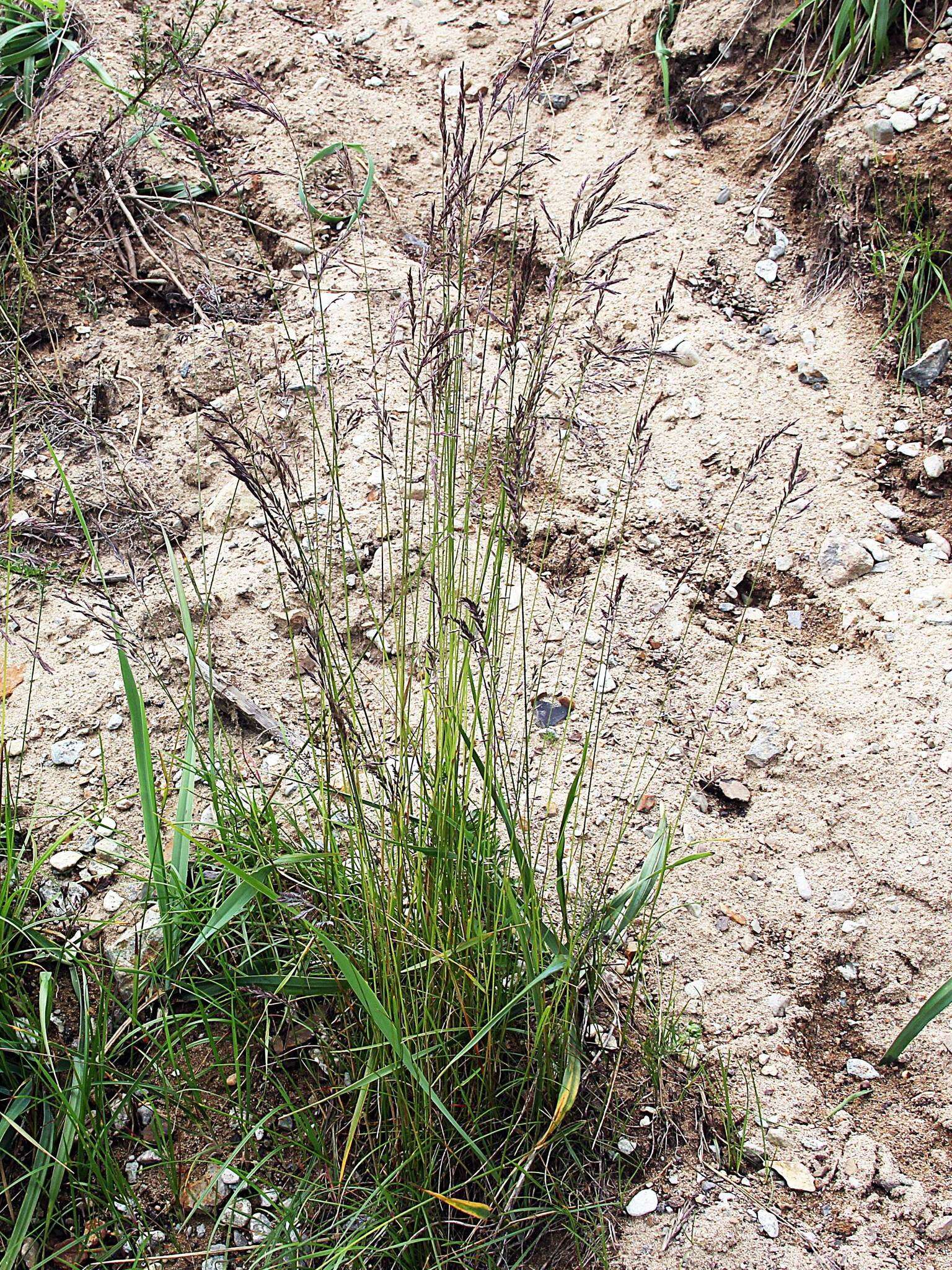 Imagem de Agrostis vinealis Schreb.