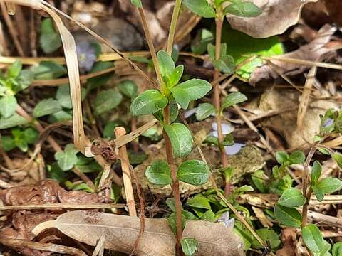 صورة Veronica vendettadeae Albach