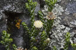 Image of Ozothamnus selago Hook. fil.