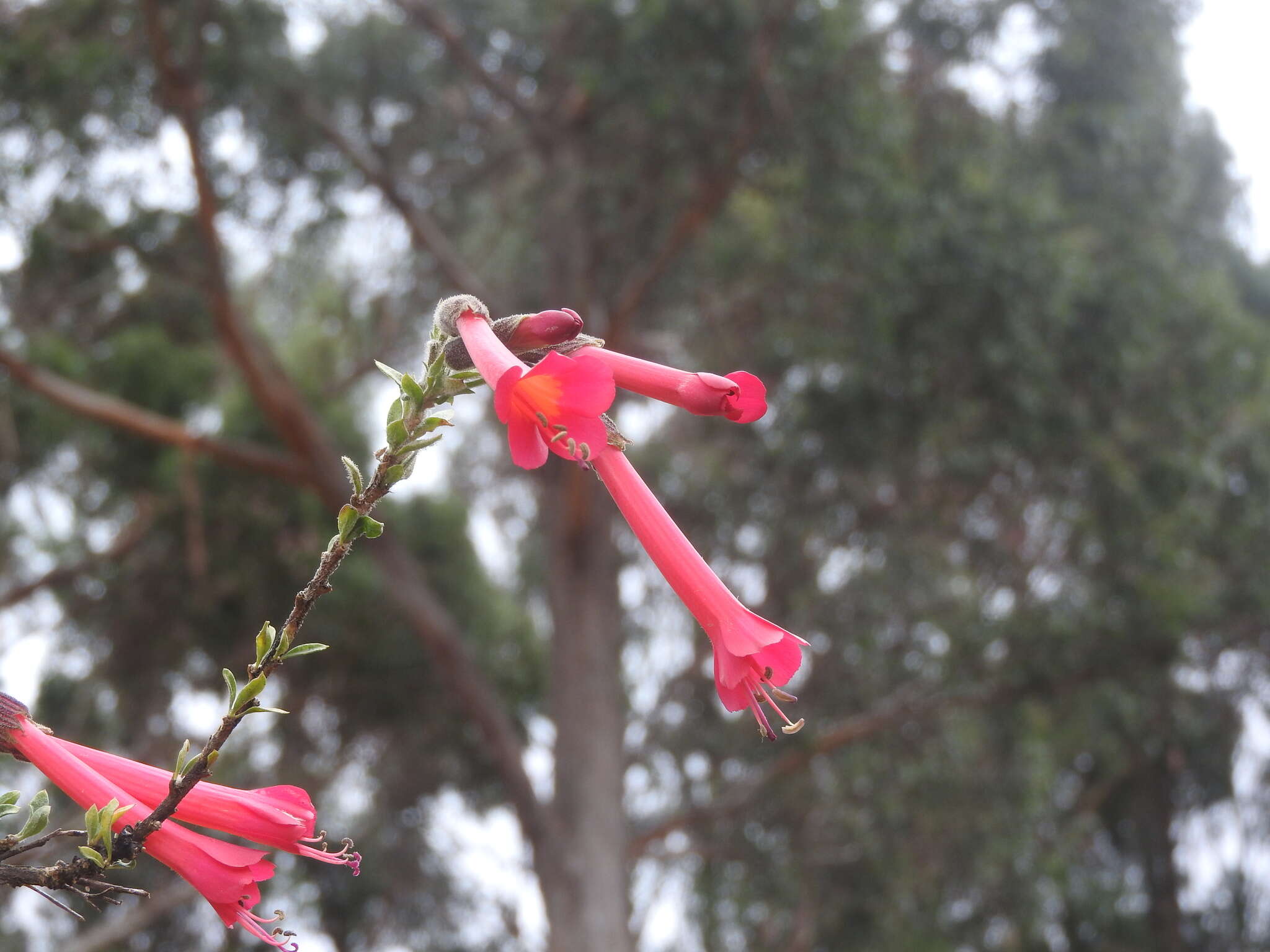 Plancia ëd Cantua buxifolia Jussieu ex Lamarck