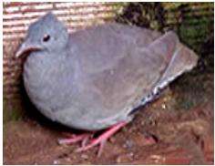 Image of Small-billed Tinamou