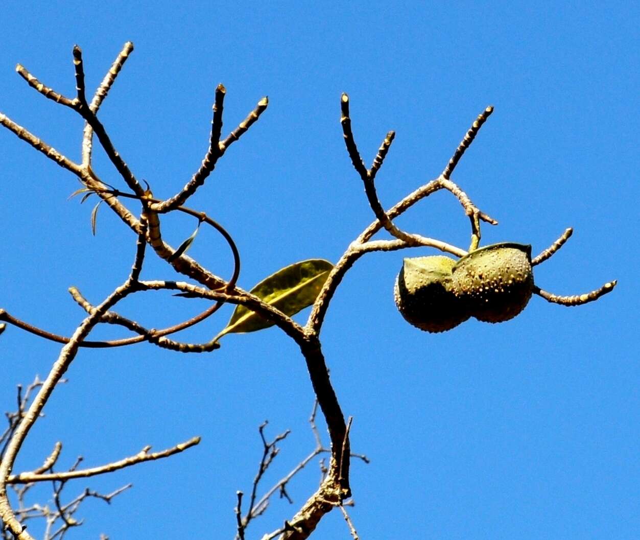 Image of Toad-tree