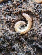 Image of Blunt-tailed Snake Millipede