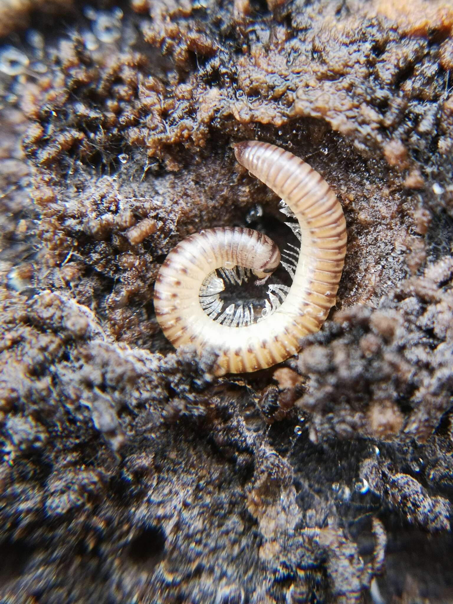 Image of Blunt-tailed Snake Millipede