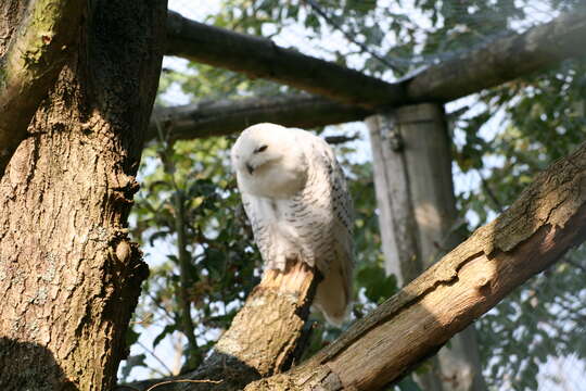 Image of Snowy Owl