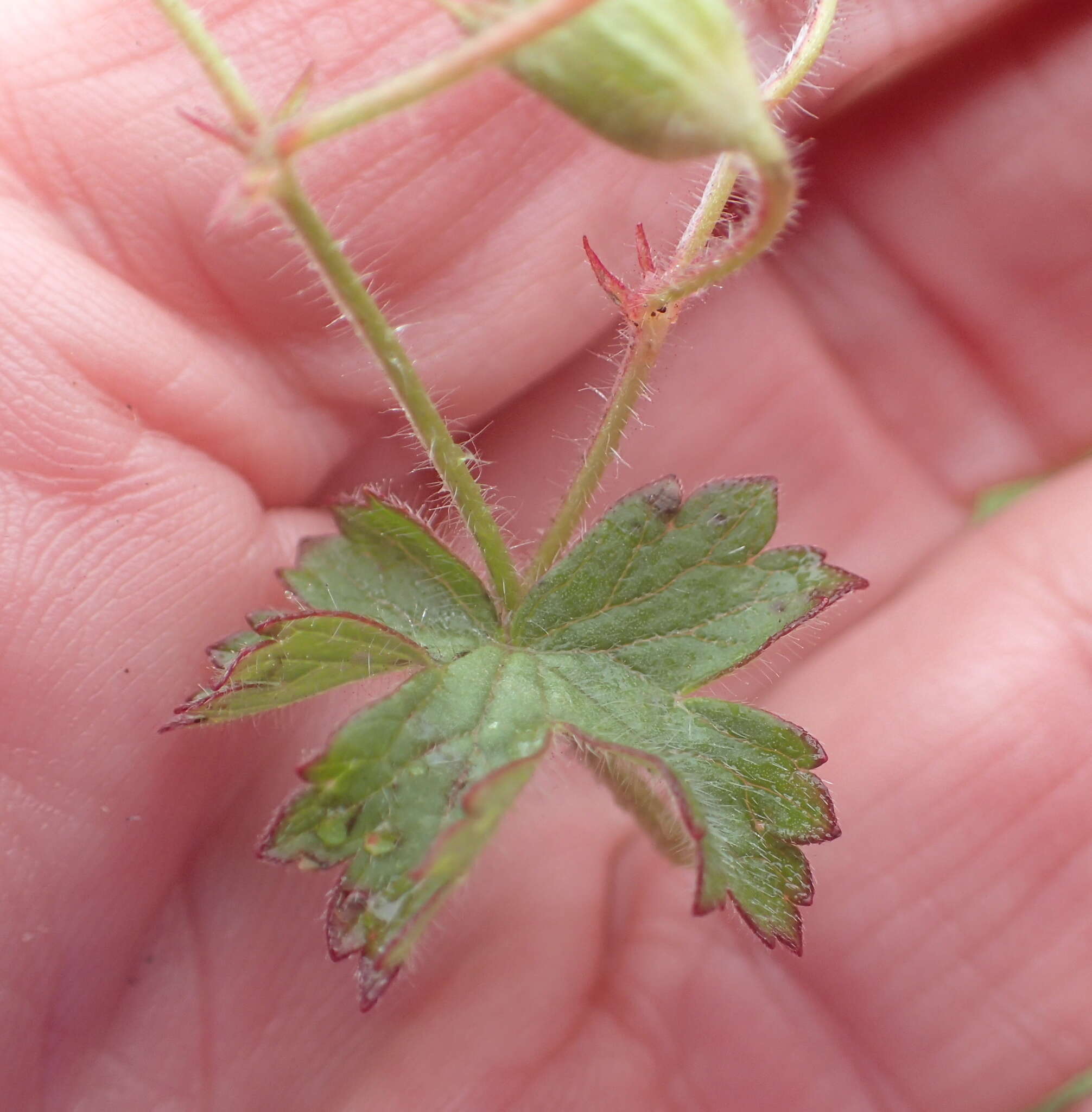 Image of Geranium wakkerstroomianum R. Knuth