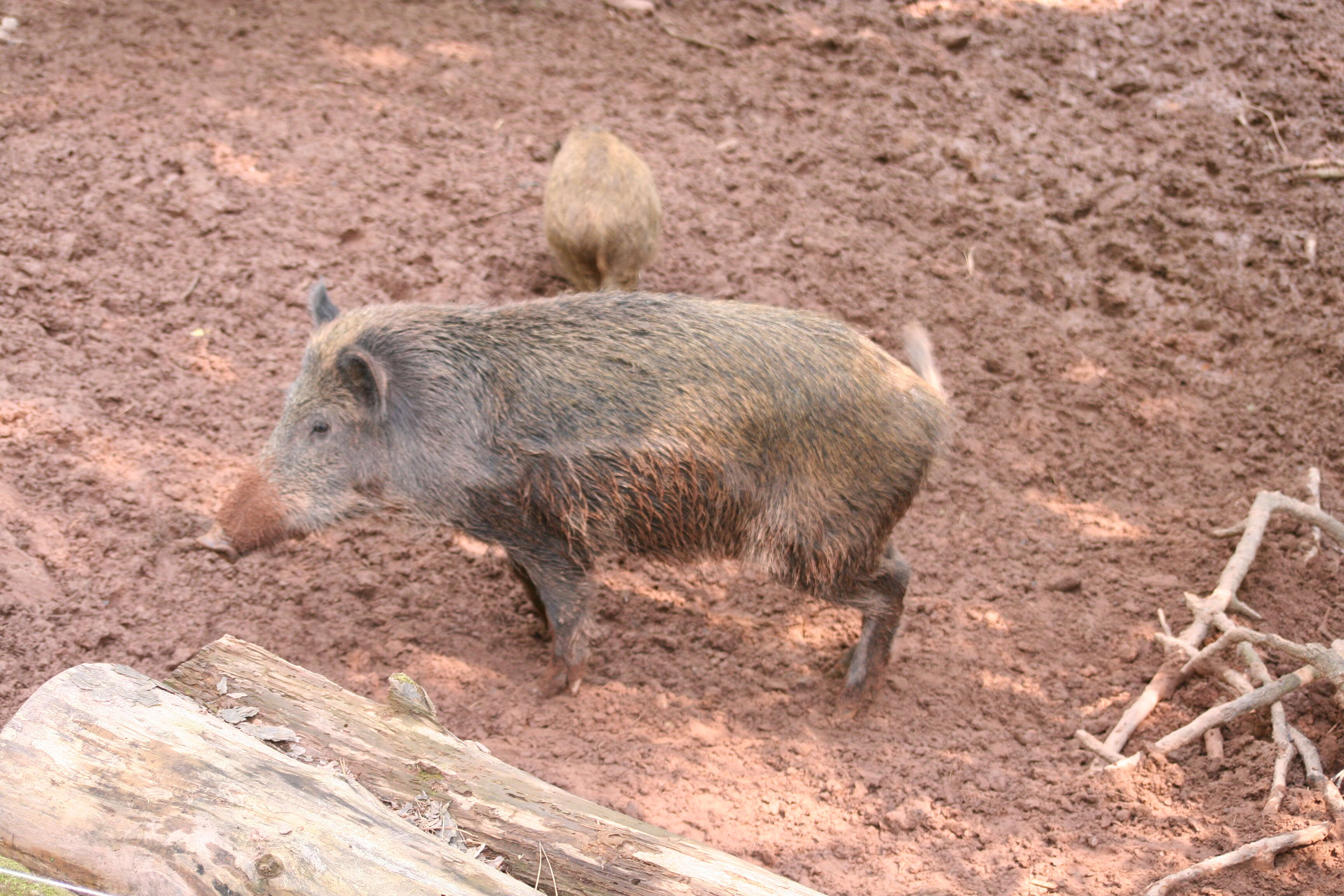 Imagem de Sus scrofa scrofa Linnaeus 1758