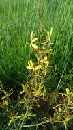 Image of Asphodeline brevicaulis (Bertol.) J. Gay ex Baker