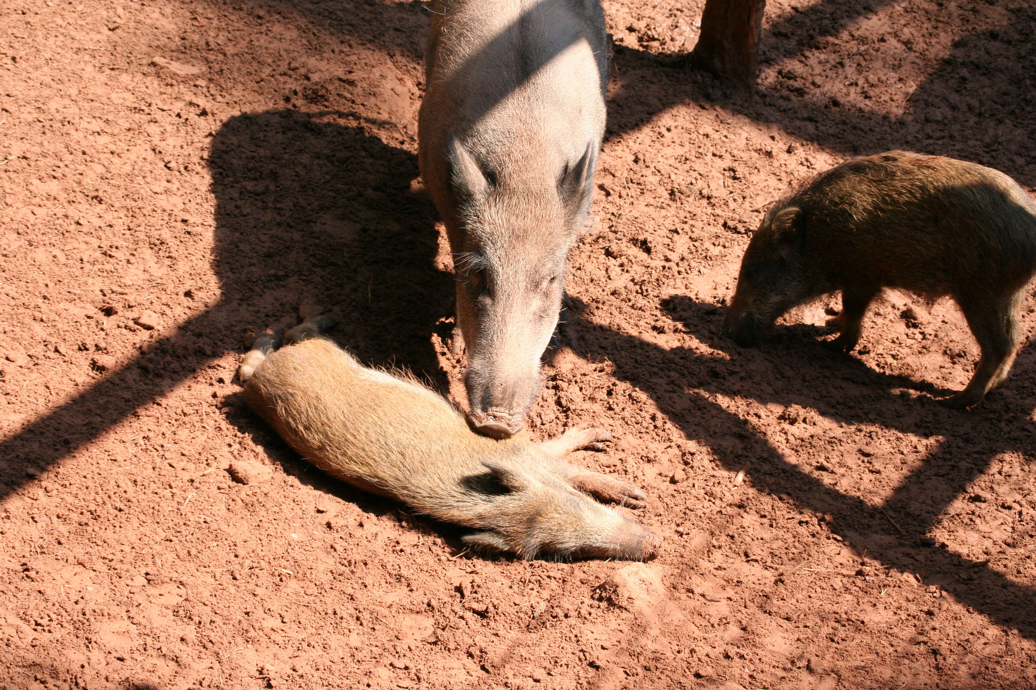 Image of Domestic Pig