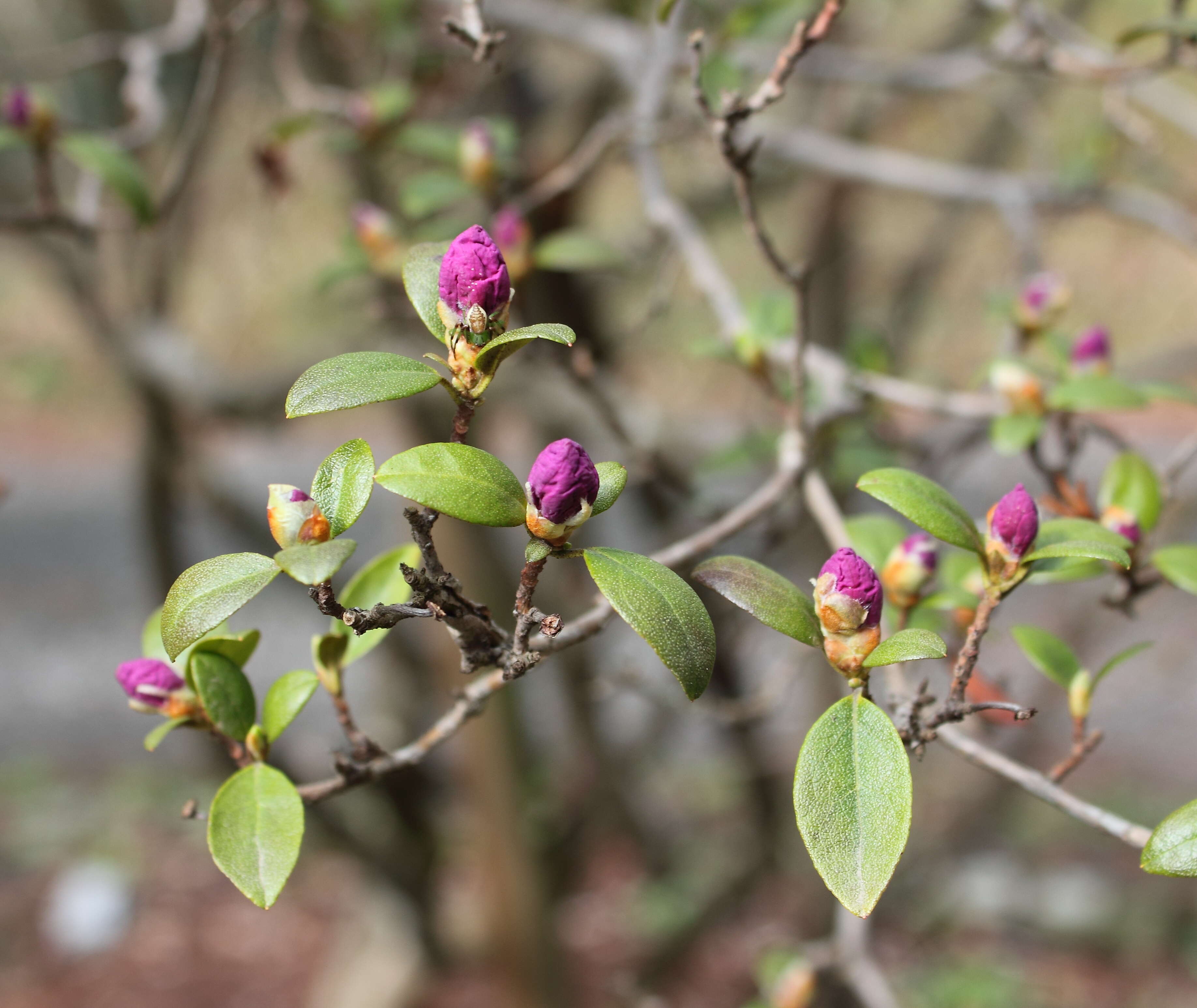 Imagem de Rhododendron mucronatum (Bl.) G. Don