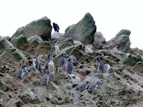 Image of Humboldt Penguin