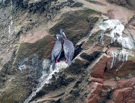 Image of Red-legged Cormorant