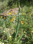 Image de Albuca canadensis (L.) F. M. Leight.