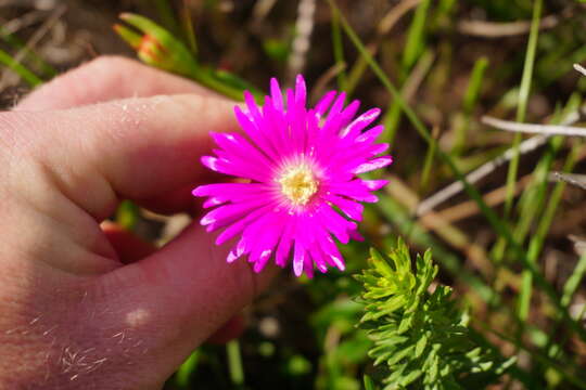 Image of Lampranthus lavisii (L. Bol.) L. Bol.