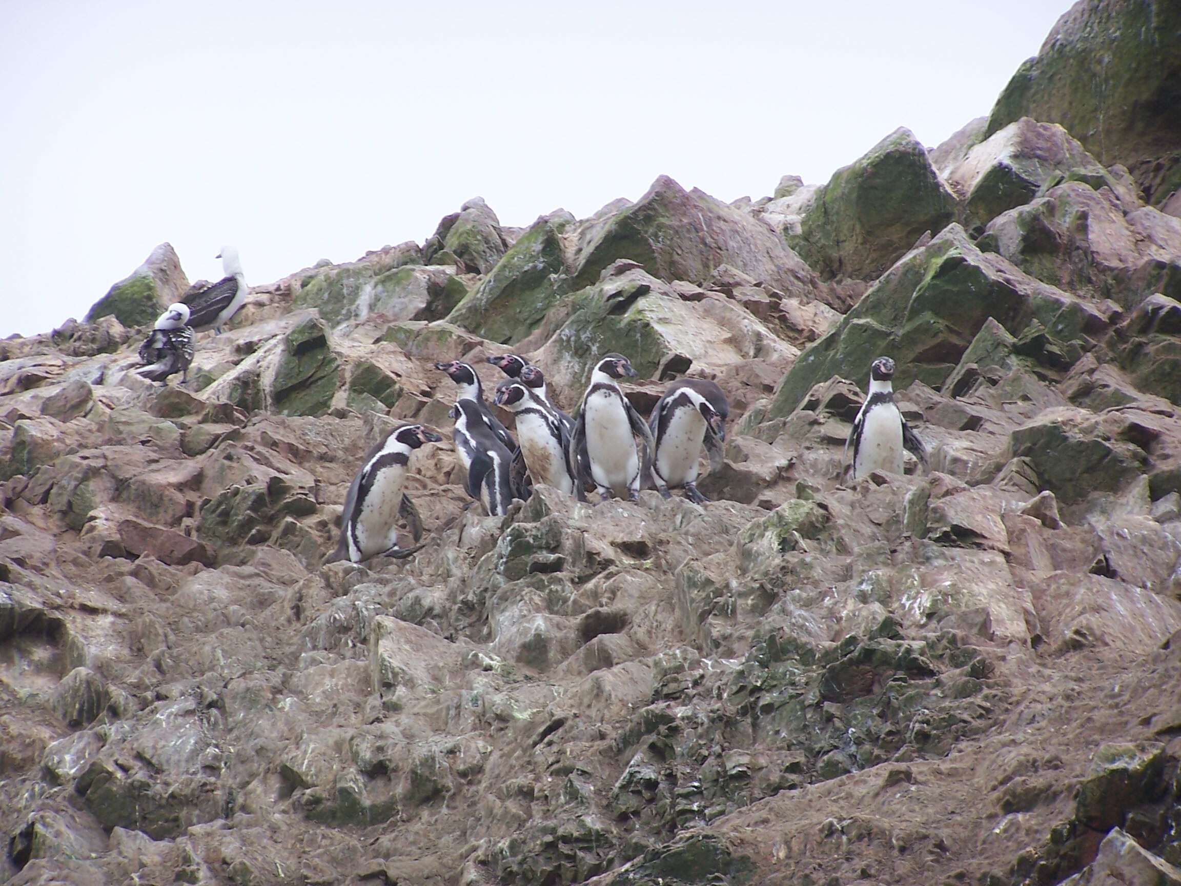 Image of Humboldt Penguin