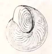 Image of Lissospira ornata (A. E. Verrill 1884)