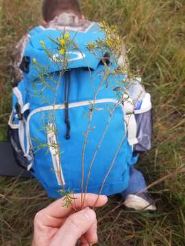 Plancia ëd Euthamia gymnospermoides Greene