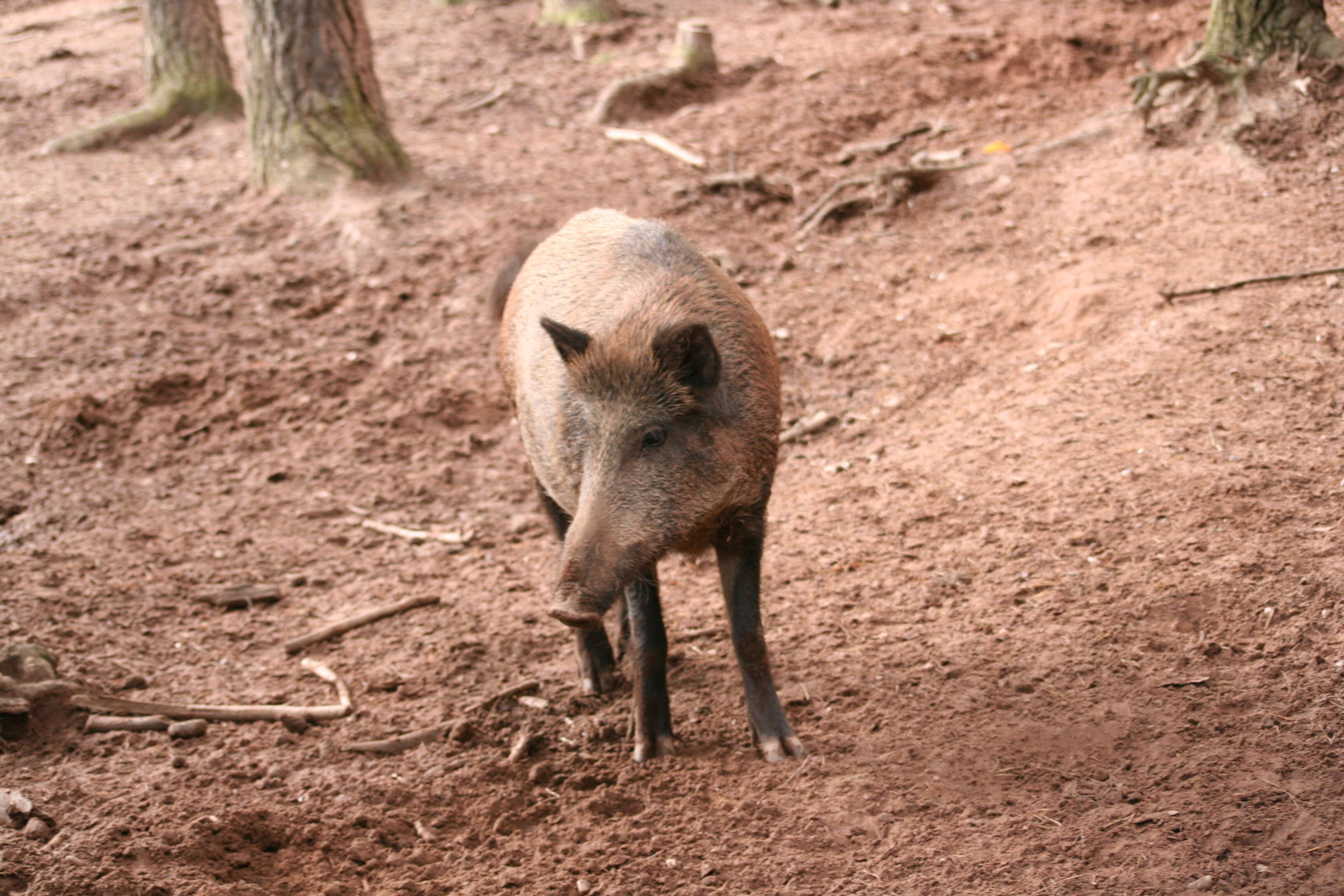 Imagem de Sus scrofa scrofa Linnaeus 1758