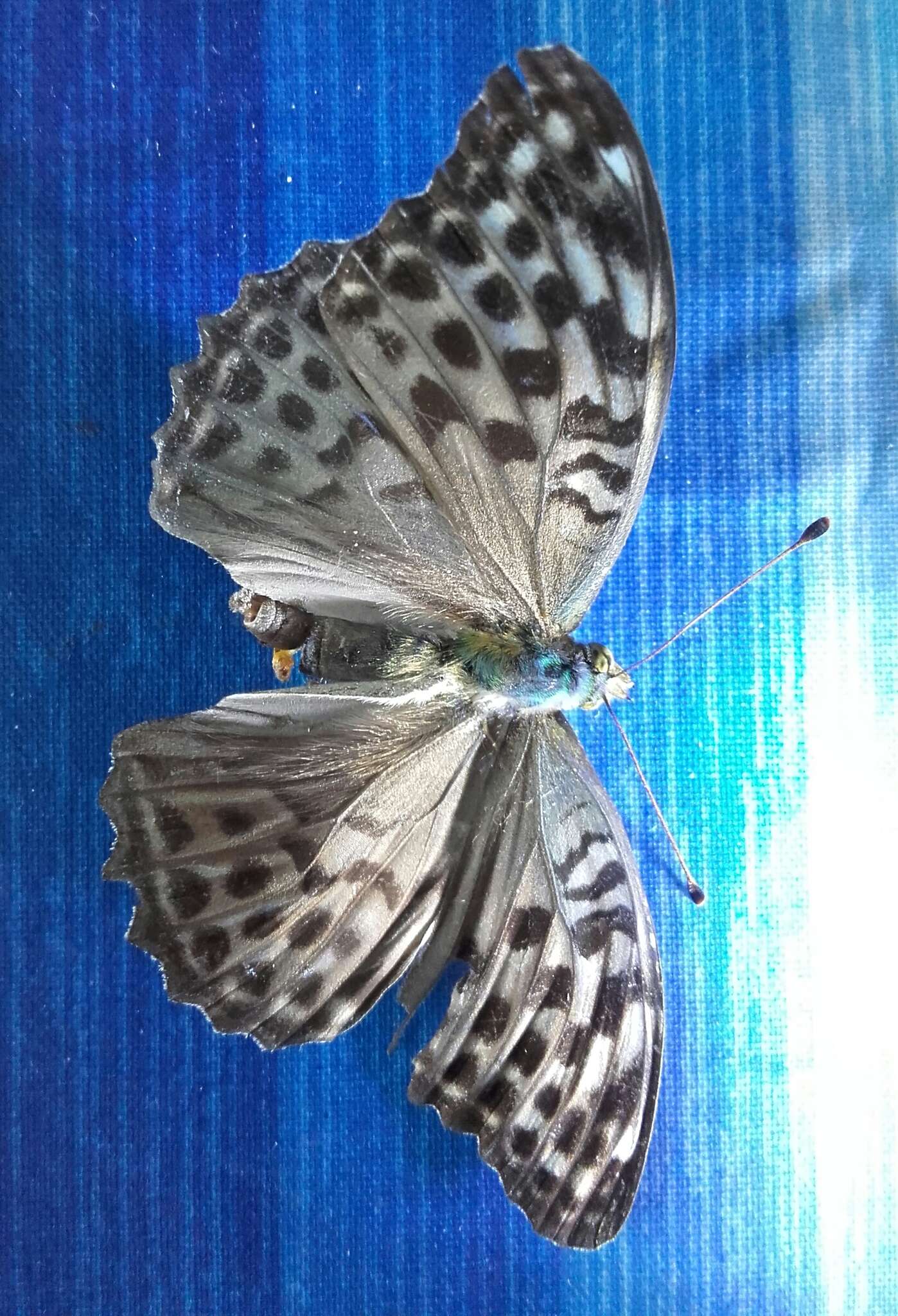 Image of Argynnis paphia valesina Esper 1800
