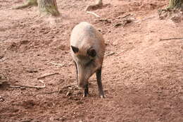 Imagem de Sus scrofa scrofa Linnaeus 1758