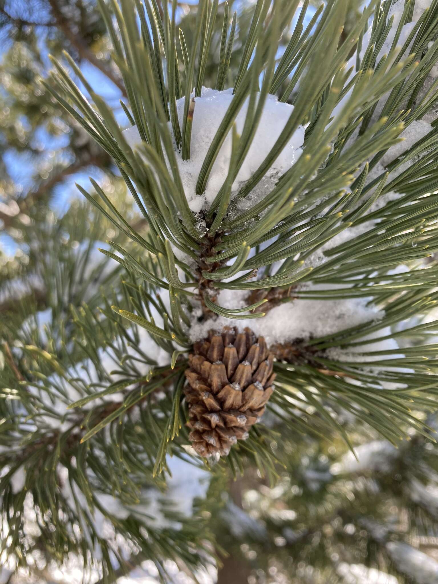 صورة Pinus uncinata Ramond ex DC.