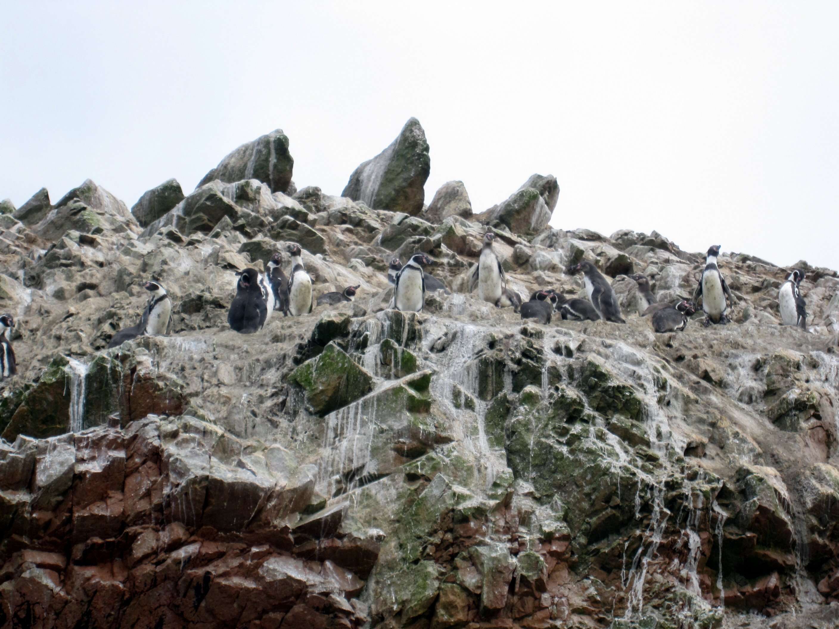 Image of Humboldt Penguin