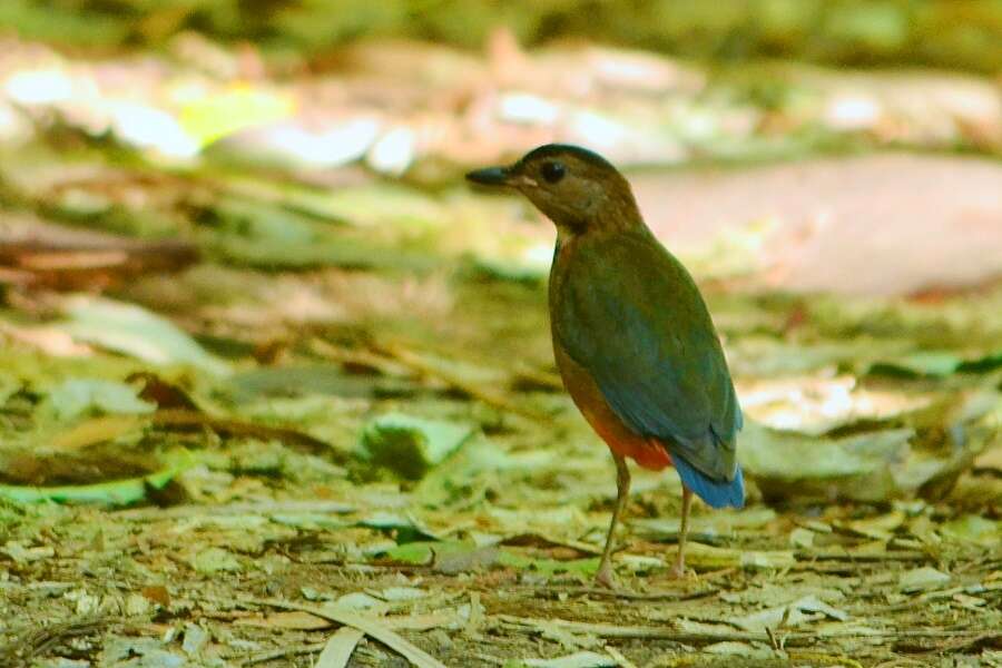 Image of Sulawesi Pitta