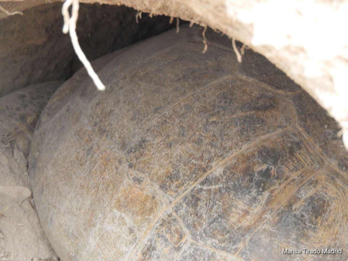 Image of Bolson Tortoise