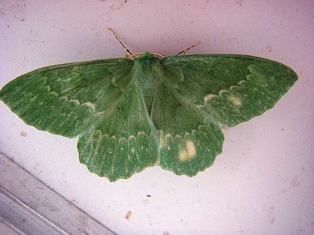 Image of large emerald