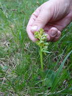 Plancia ëd Dactylorhiza viridis (L.) R. M. Bateman, Pridgeon & M. W. Chase