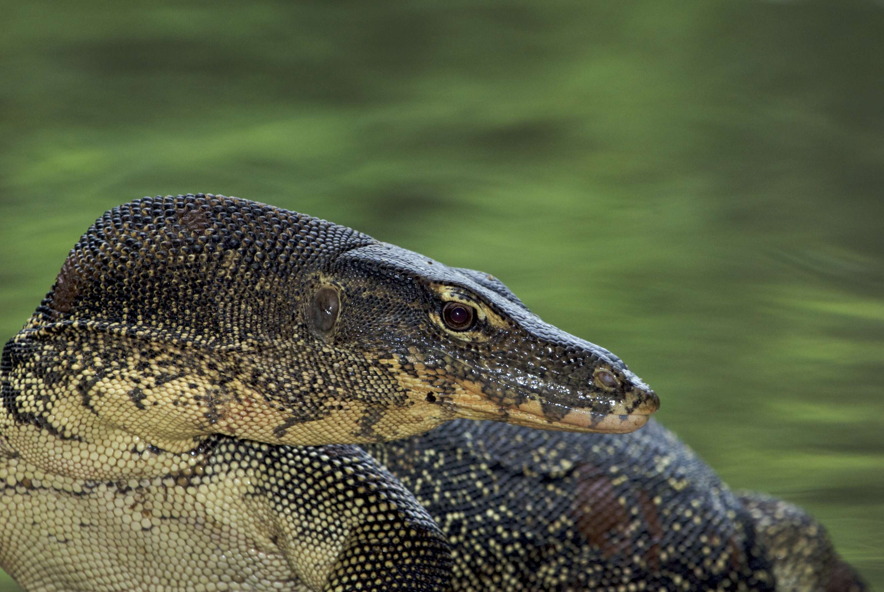 Image of monitor lizards