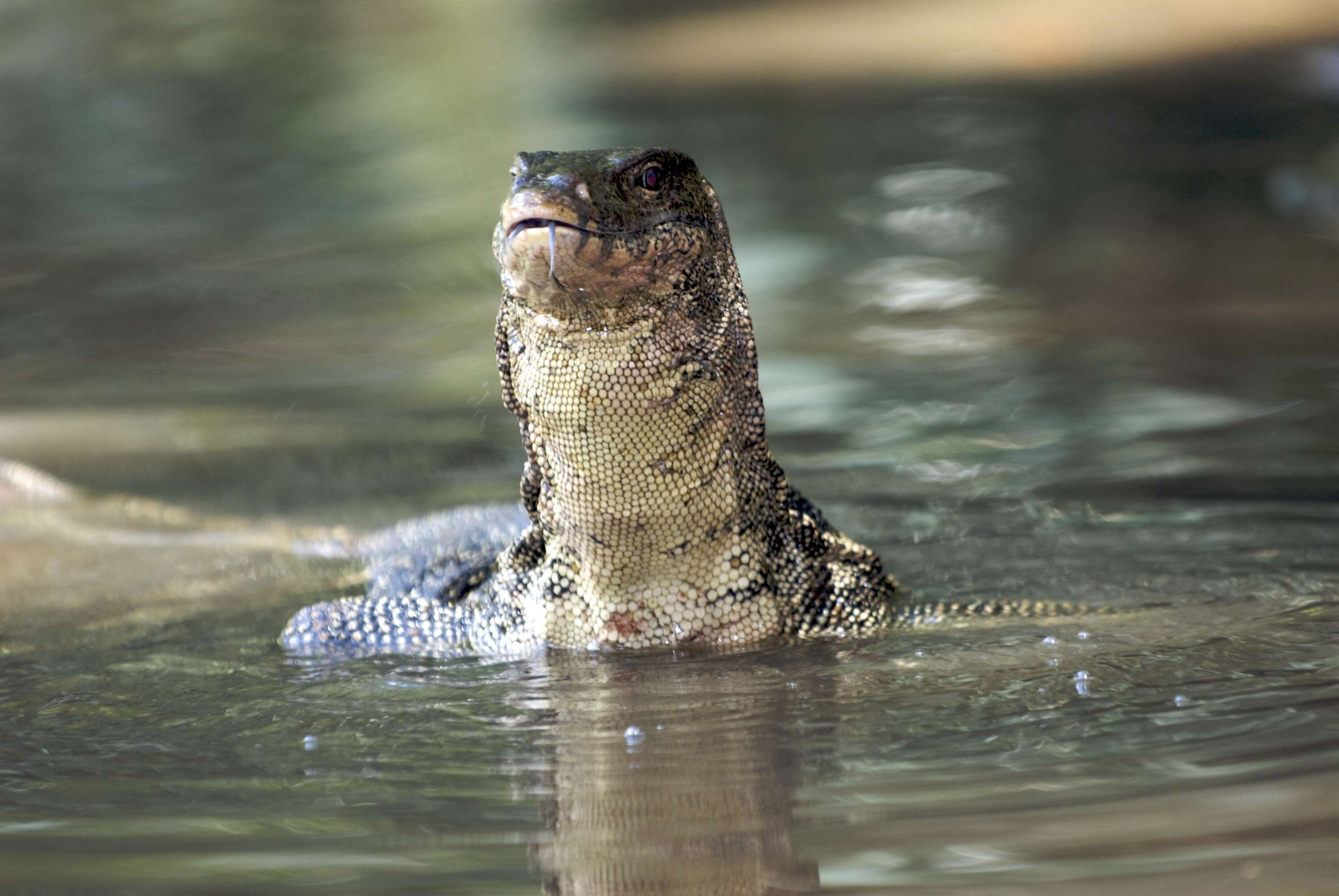 Image of monitor lizards