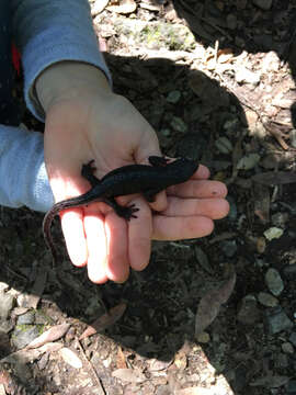 Image of Redbelly Newt