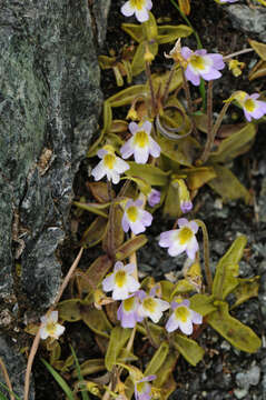 Image of Pinguicula crystallina subsp. hirtiflora (Ten.) A. Strid