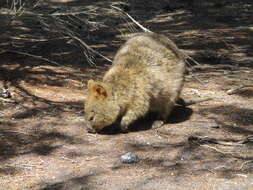 Image of Quokkas